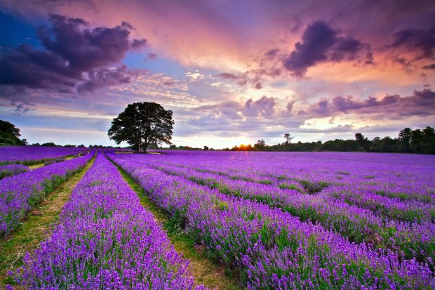 Lavender-Flower-Pictures-HD